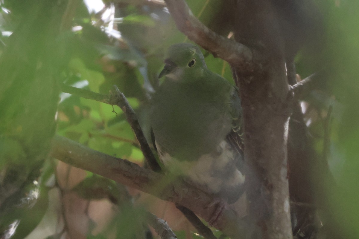 Superb Fruit-Dove - ML641104709