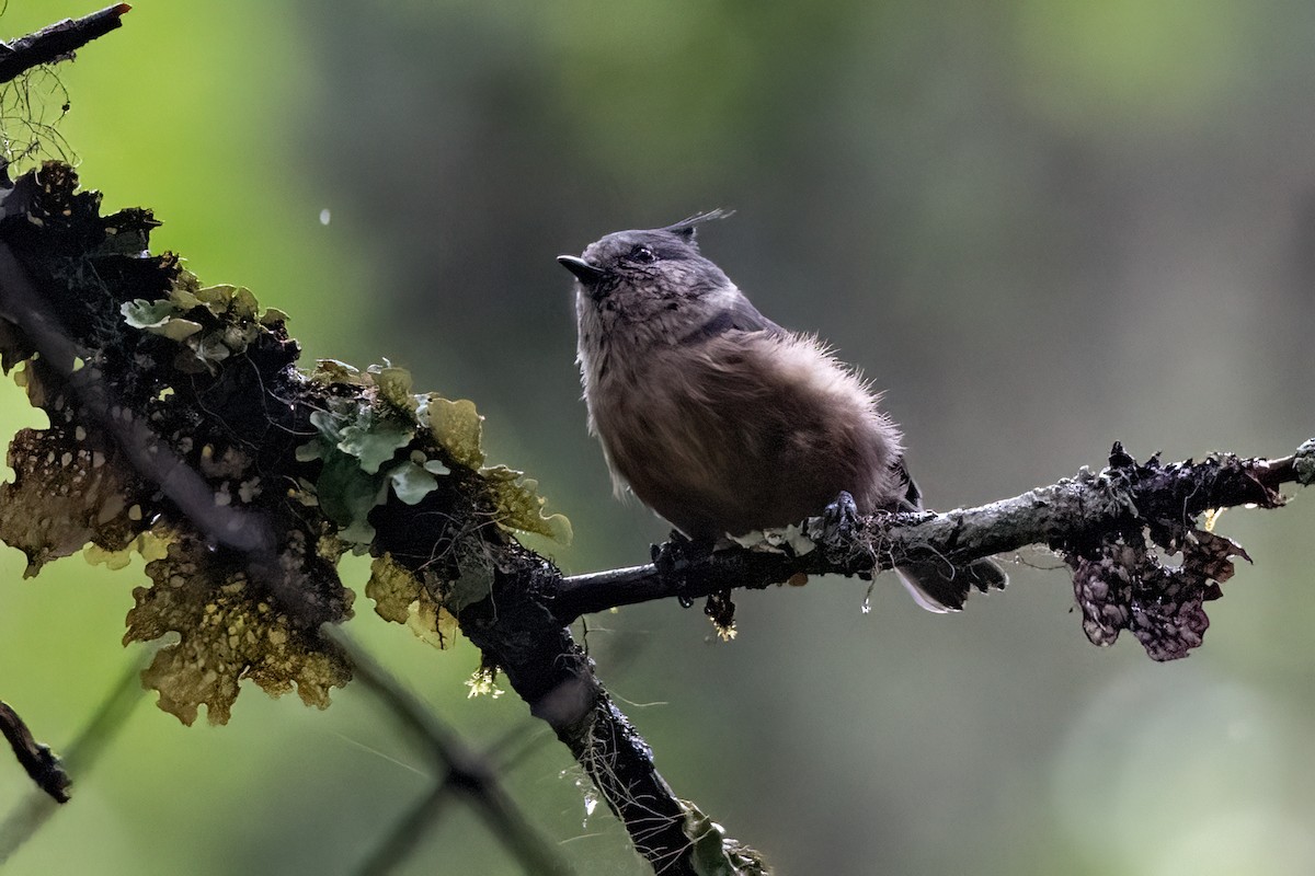 Gray-crested Tit - ML641104710
