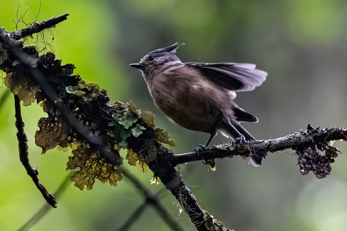 Gray-crested Tit - ML641104711