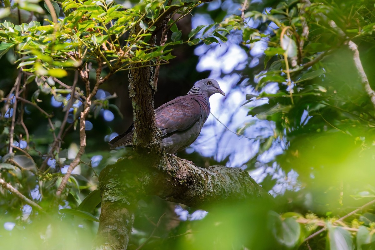 Nilgiri Wood-Pigeon - ML641104717