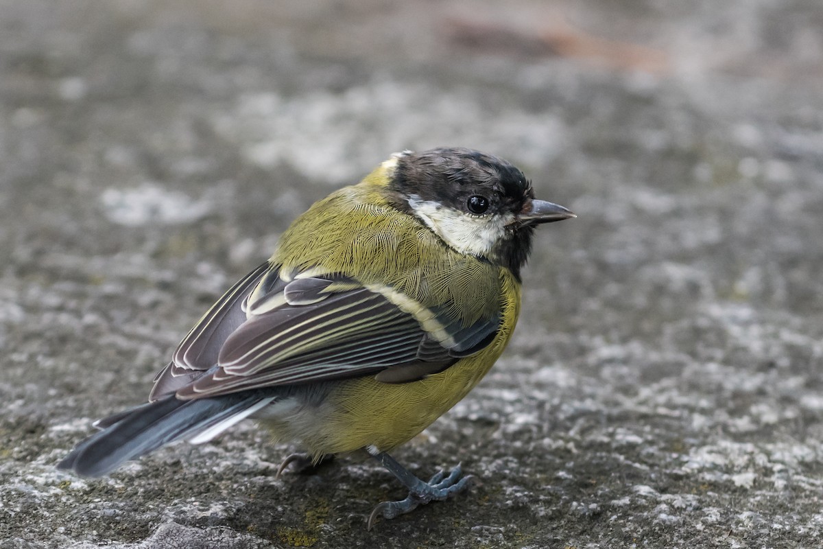 Mésange charbonnière - ML641104732