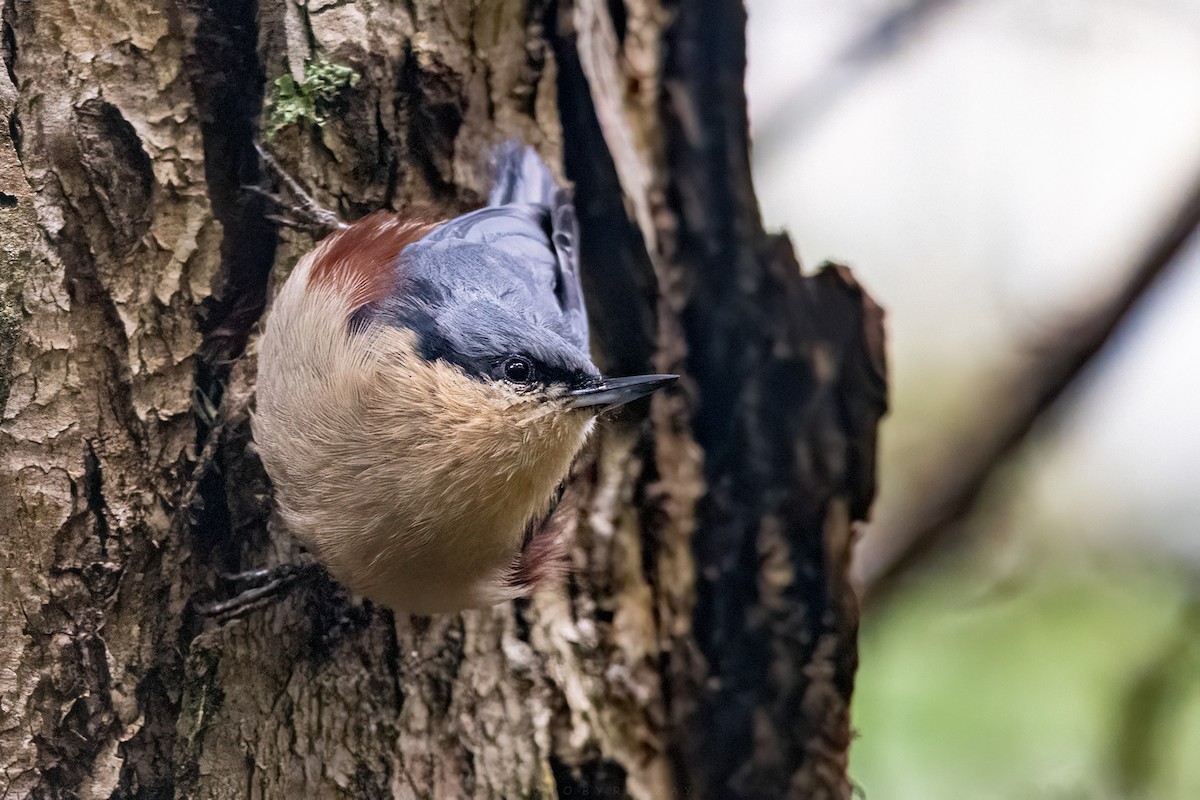 Chestnut-vented Nuthatch - ML641104744