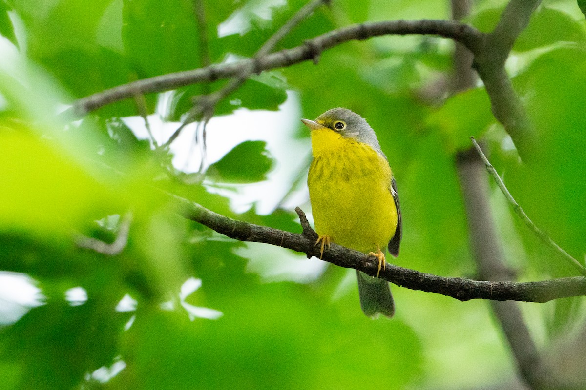 Canada Warbler - ML641104854