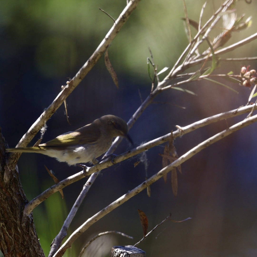 Brown Honeyeater - ML641104859