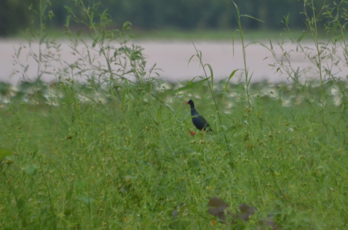 Allen's Gallinule - ML641104865