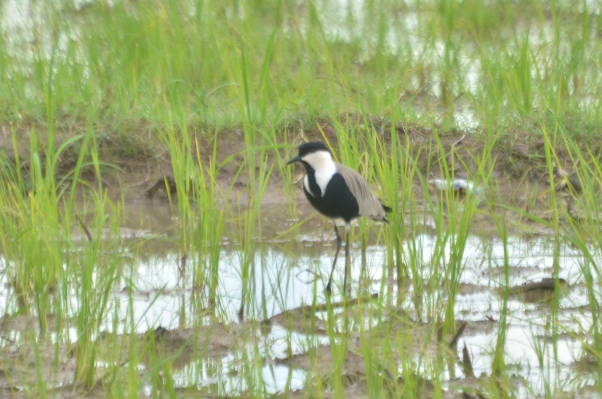 Spur-winged Lapwing - ML641104866