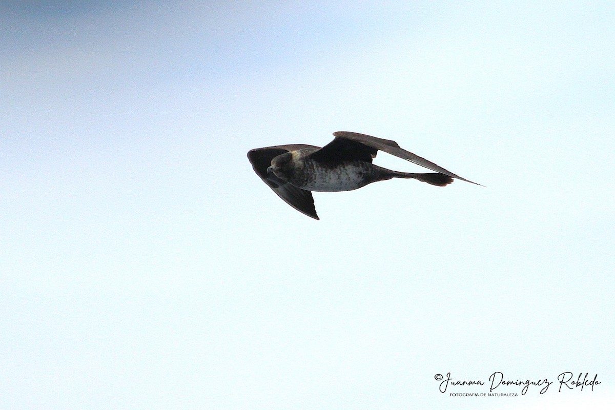 中賊鷗 - ML641104870