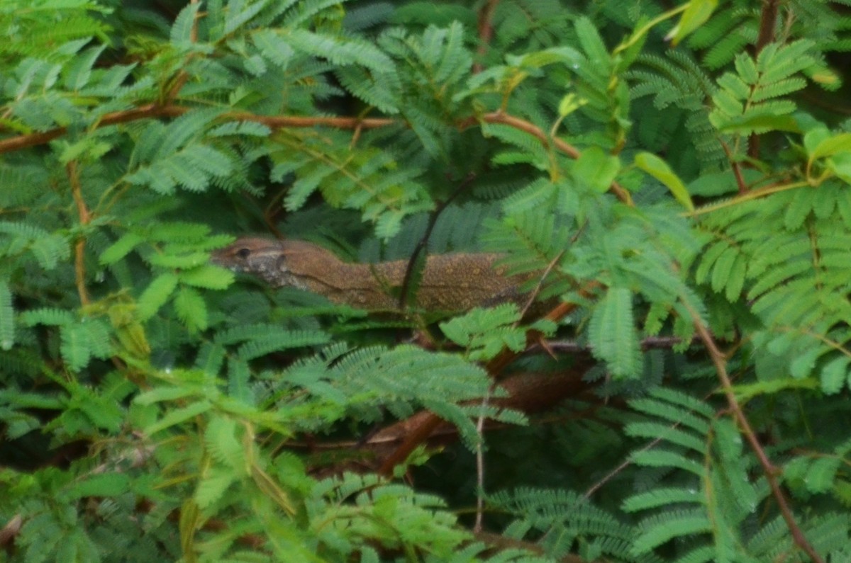 Animals - ML641104871