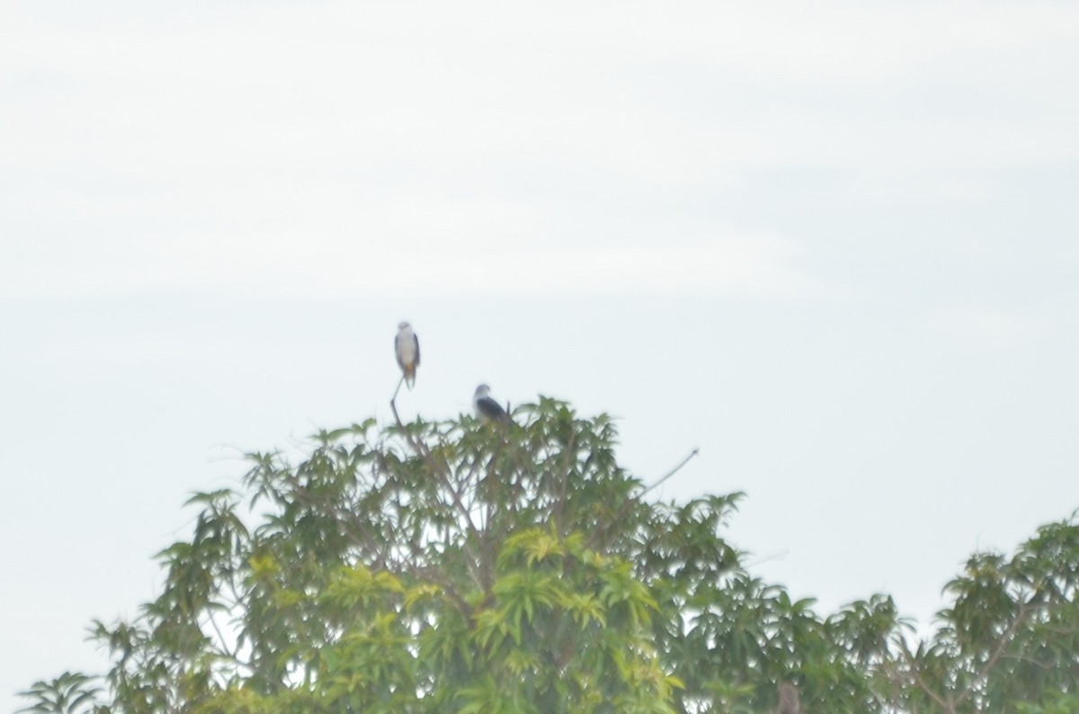 Black-winged Kite - ML641104874