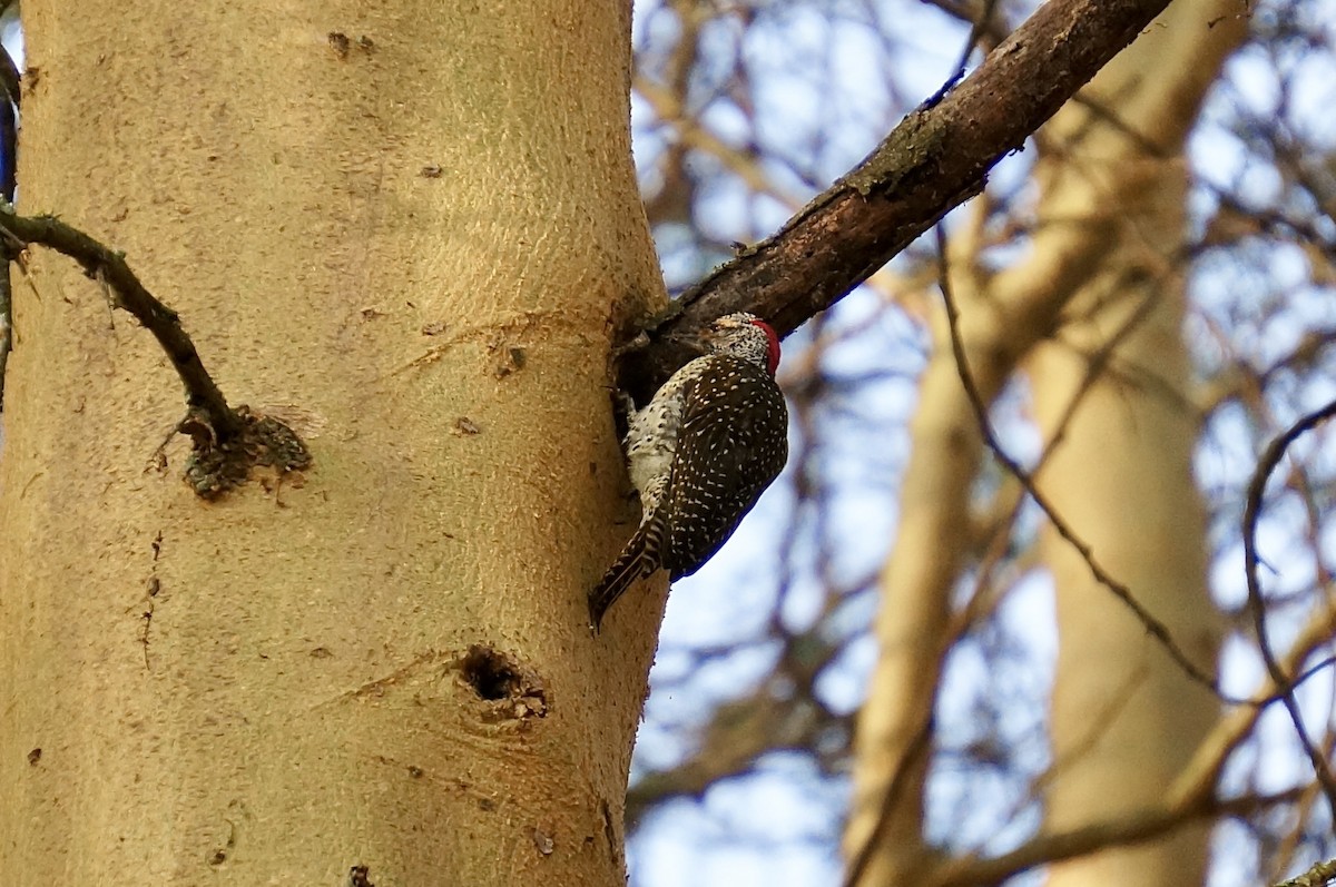 Nubian Woodpecker - ML641104876