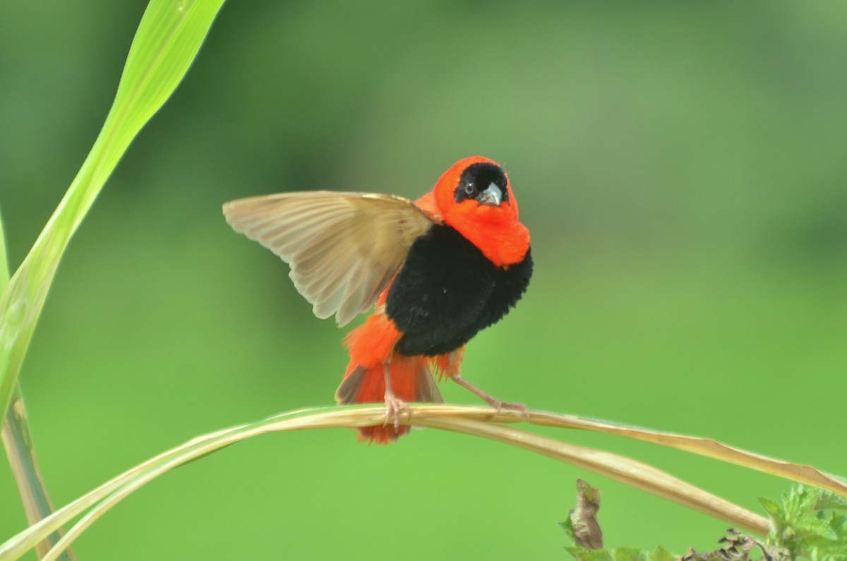 Northern Red Bishop - ML641104879