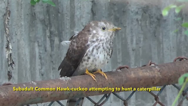 Common Hawk-Cuckoo - ML641104891