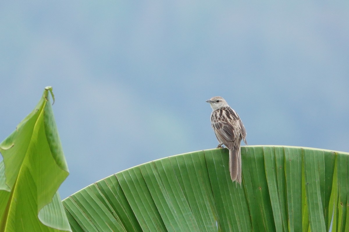 Striated Grassbird - ML641104915