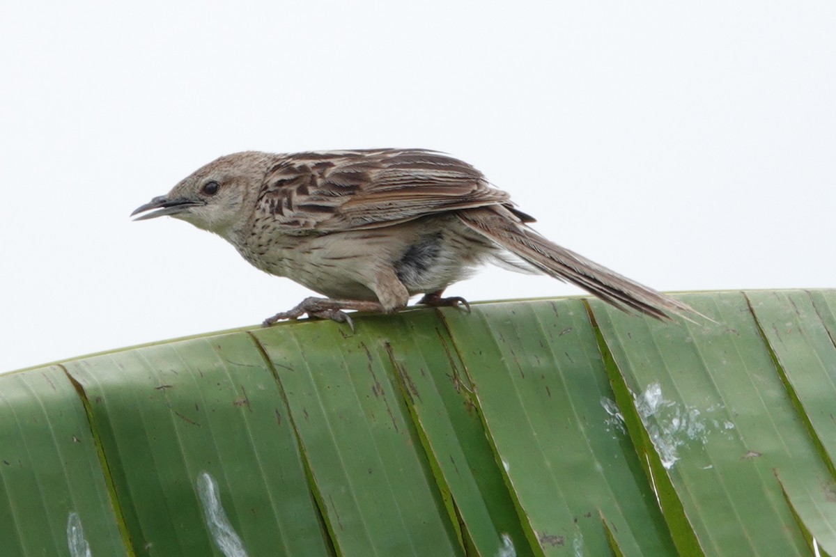 Striated Grassbird - ML641104917