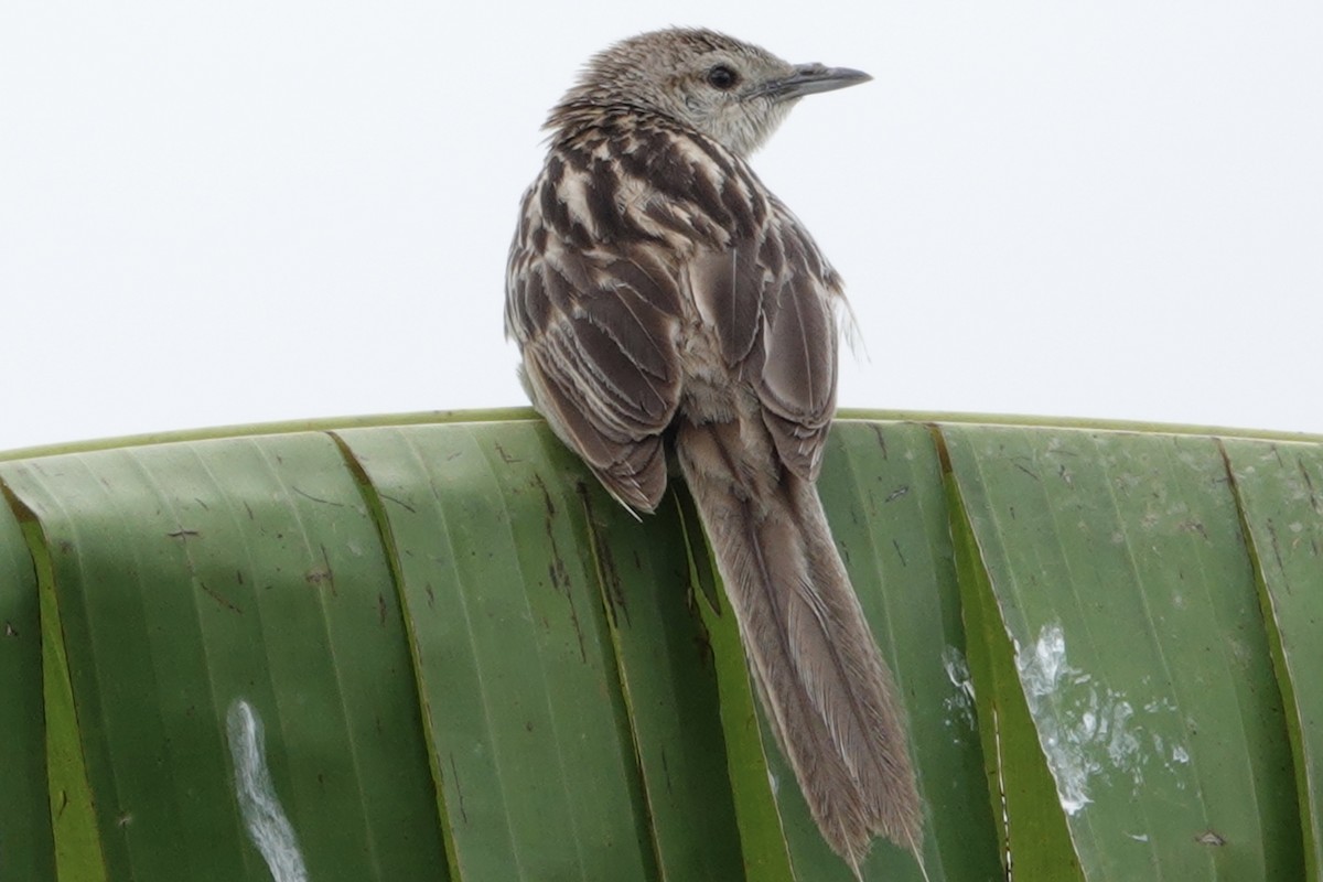 Striated Grassbird - ML641104918