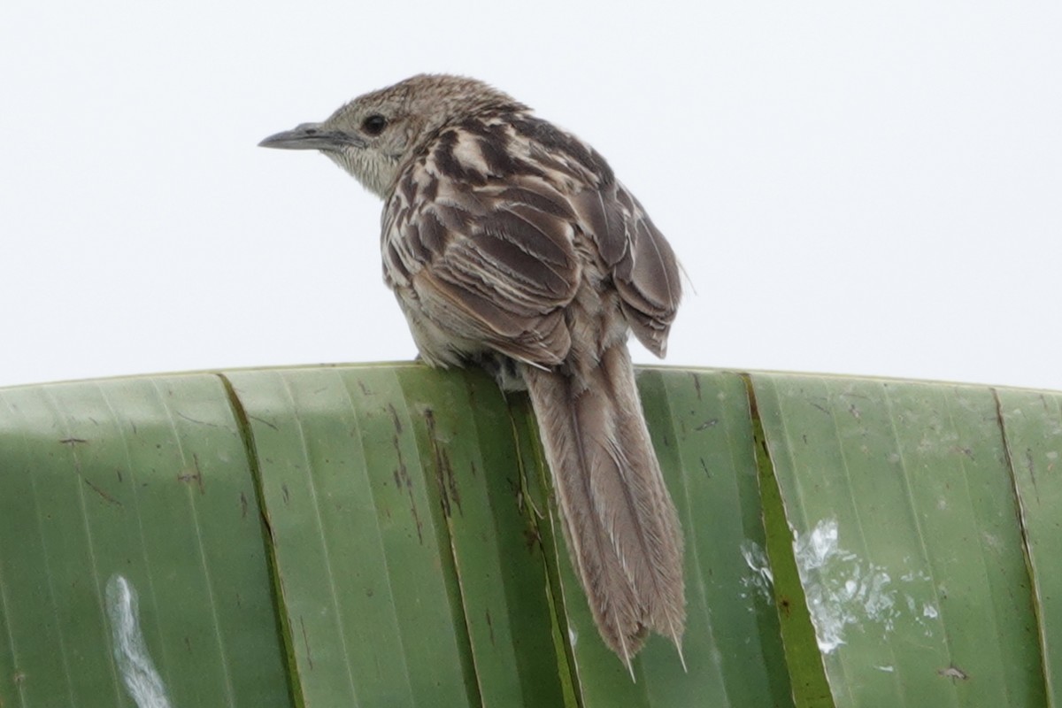 Striated Grassbird - ML641104919