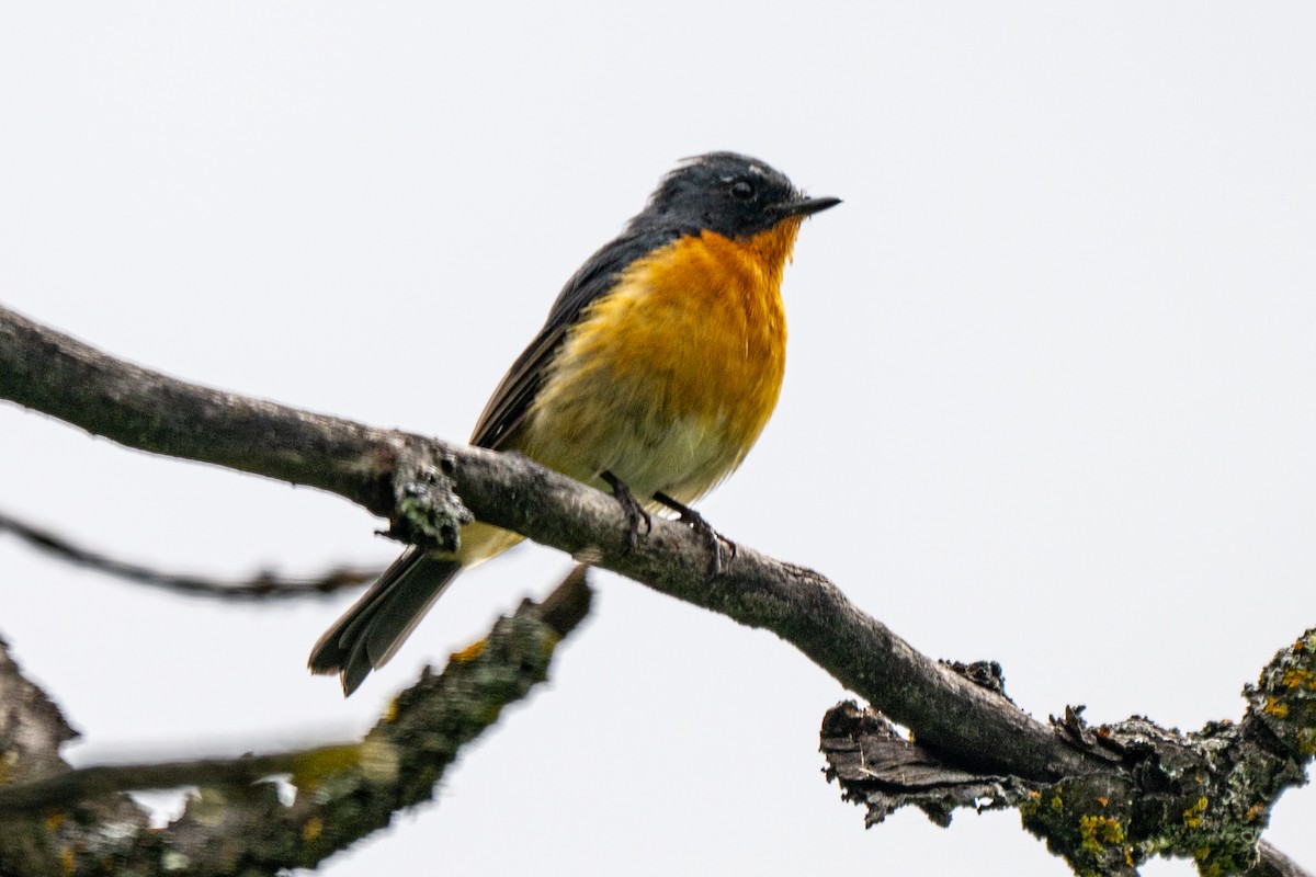 Slaty-backed Flycatcher - ML641104922