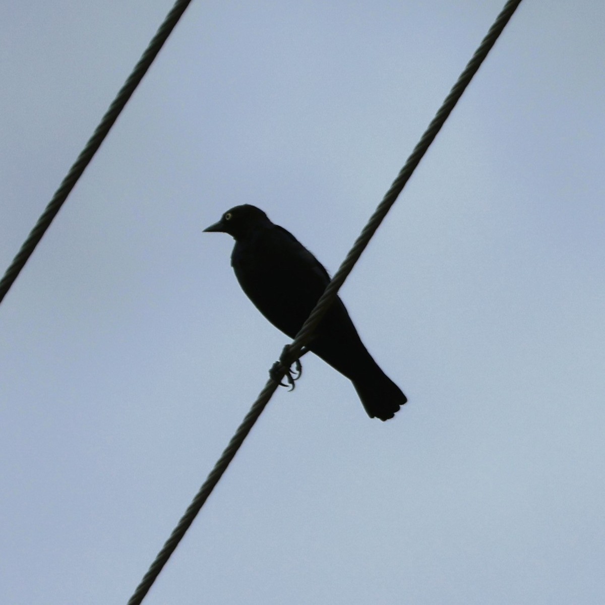 purpurhodetrupial - ML641104929