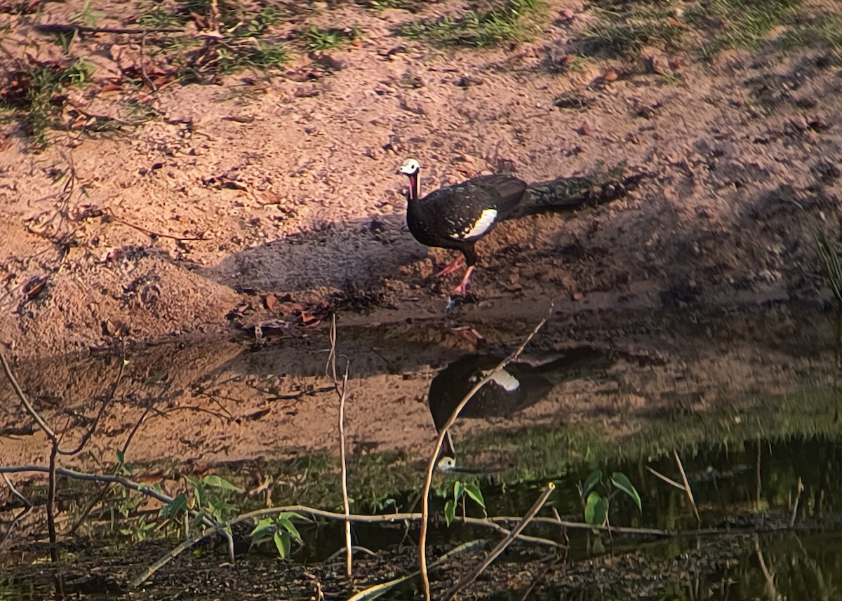 Red-throated Piping-Guan - ML641104934
