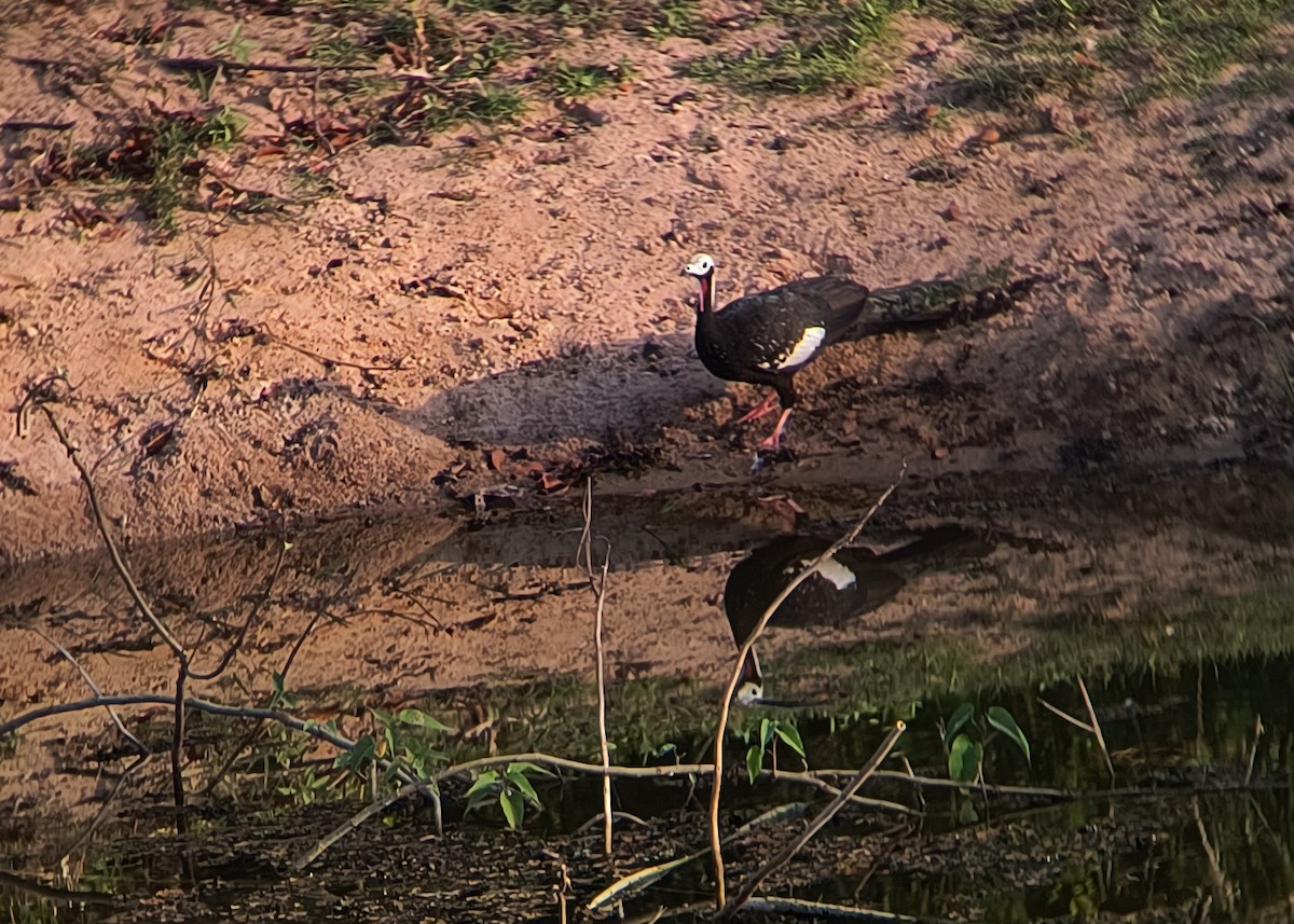 Red-throated Piping-Guan - ML641104936
