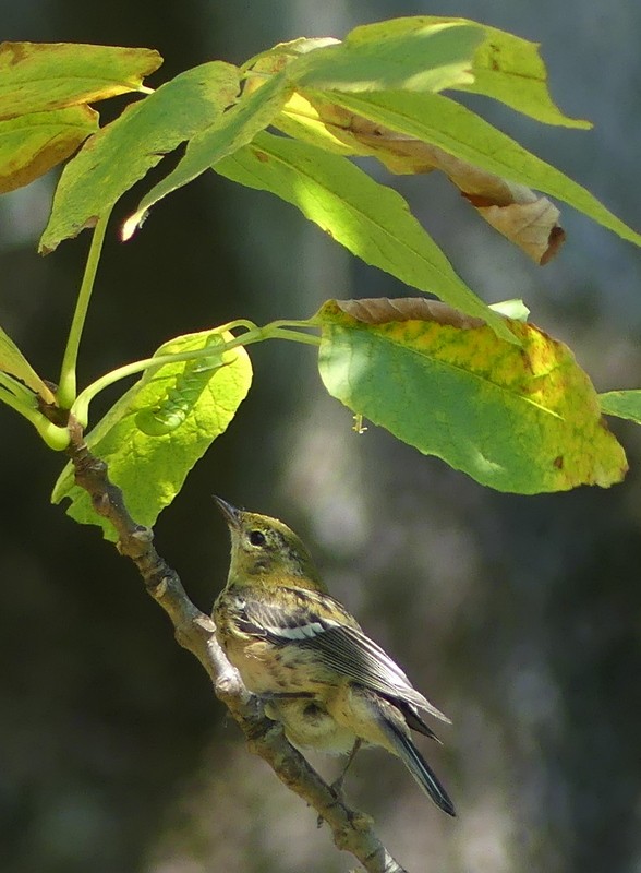 Bay-breasted Warbler - ML641104938