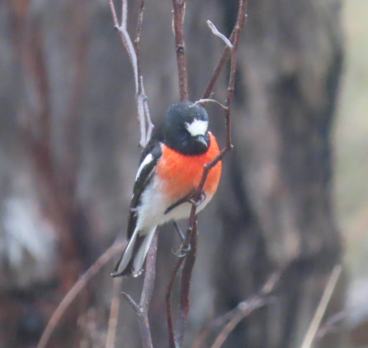 Scarlet Robin - ML641104969