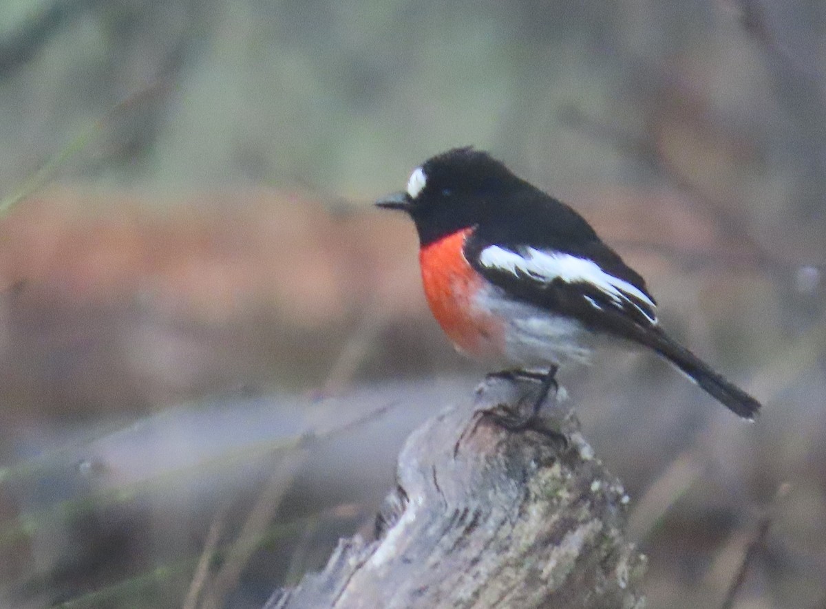 Scarlet Robin - ML641104970