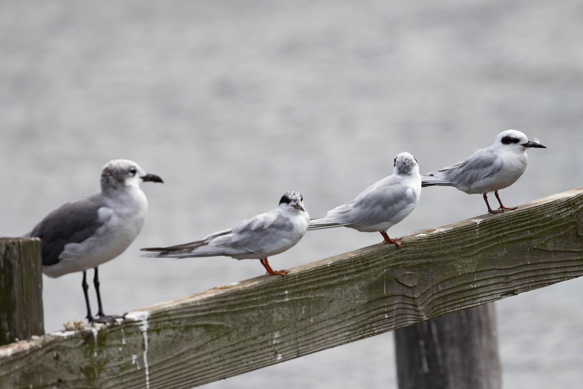 Forster's Tern - ML641104971