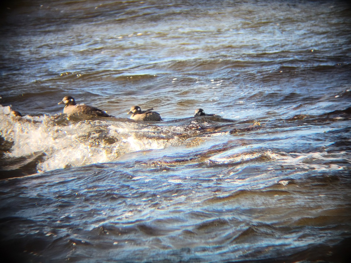 Harlequin Duck - ML641104982