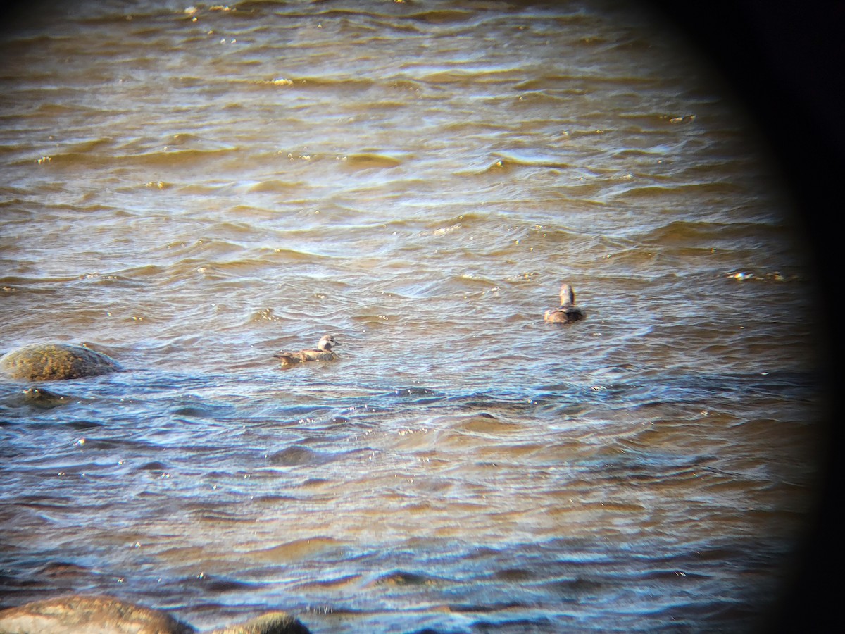 Harlequin Duck - ML641104984