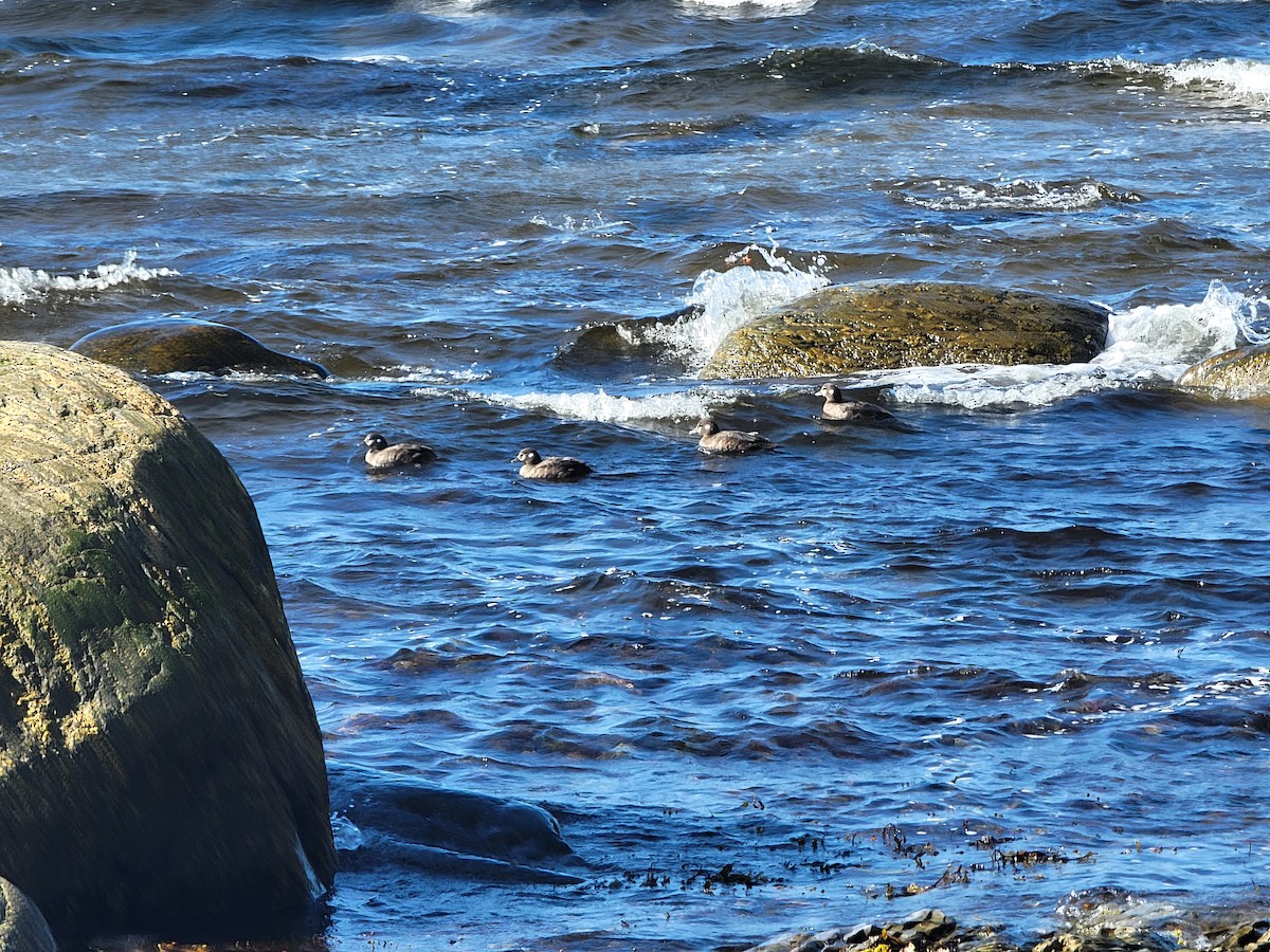 Harlequin Duck - ML641104985