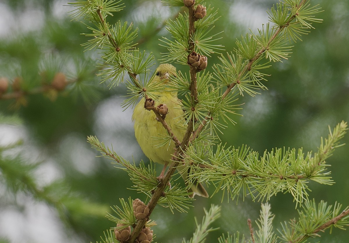 American Goldfinch - ML641104989