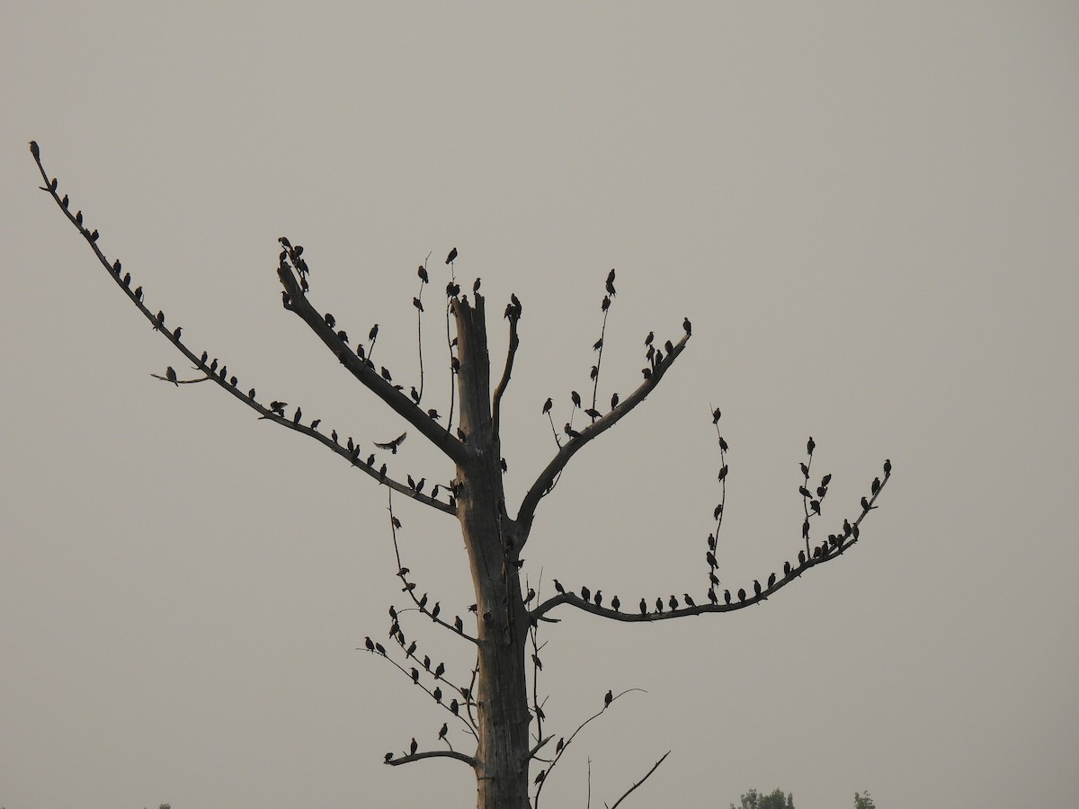 Spotless Starling - ML641105007