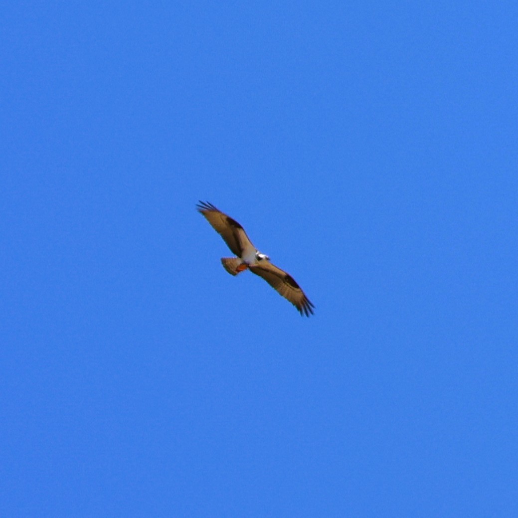 Falco pescatore - ML641105058
