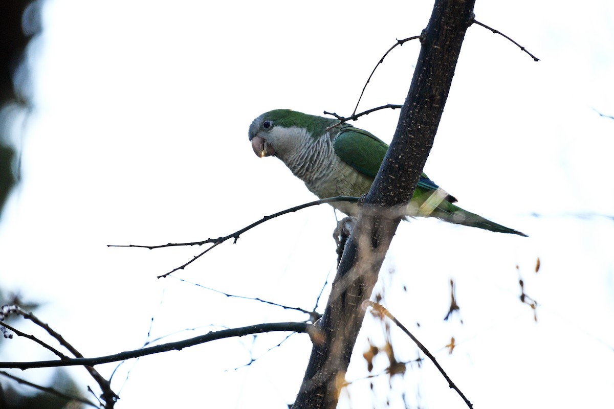 munkeparakitt - ML641105073