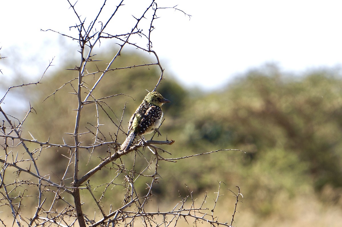 D'Arnaud's Barbet (Usambiro) - ML641105089