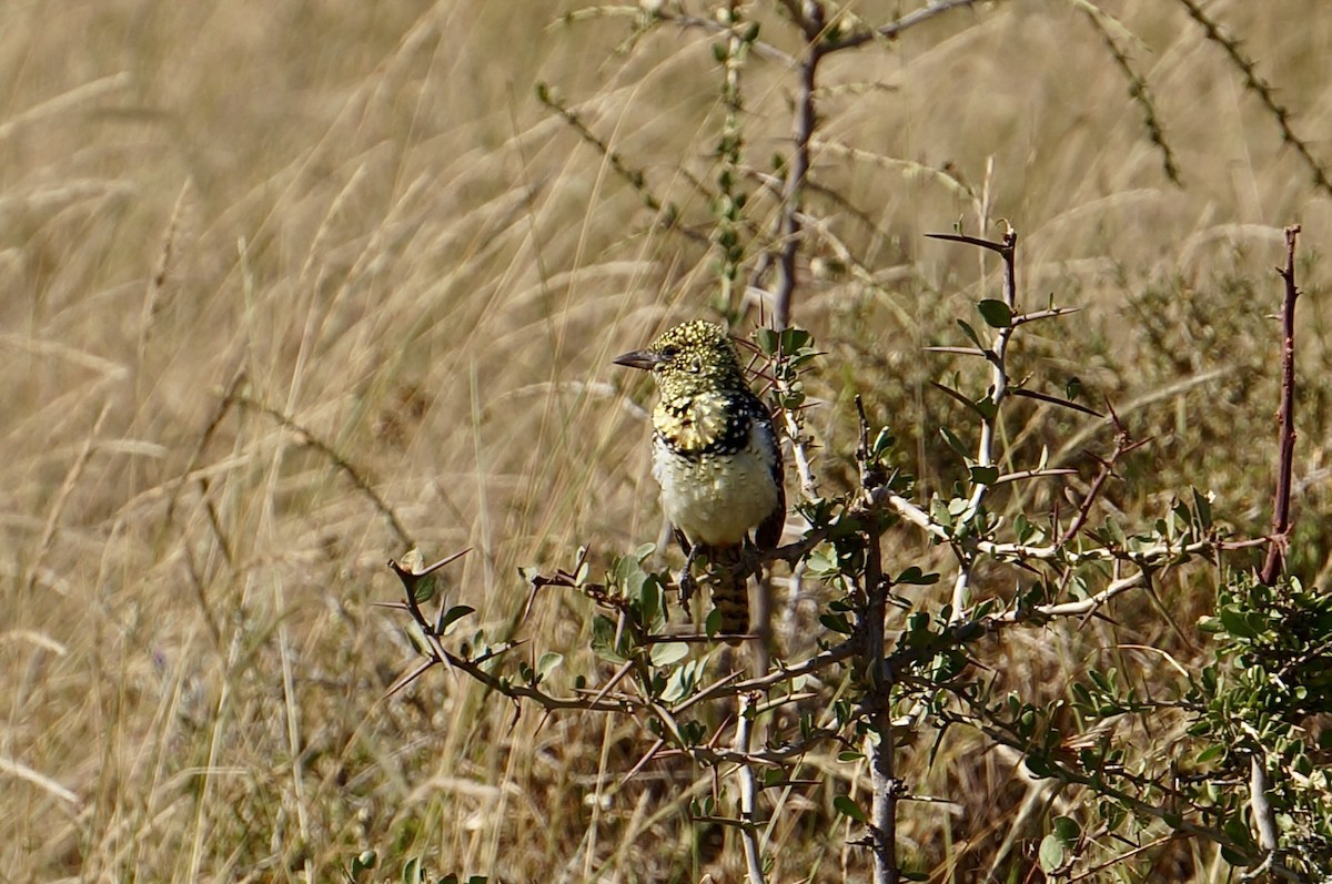 D'Arnaud's Barbet (Usambiro) - ML641105090
