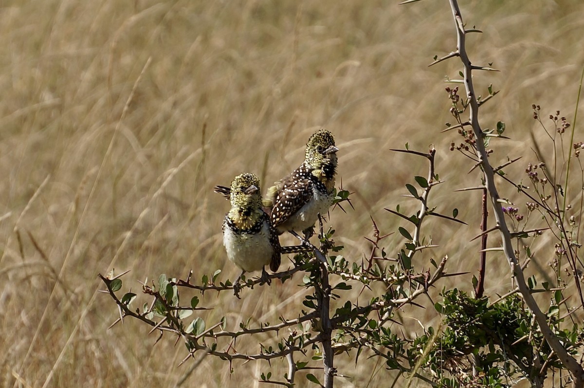 D'Arnaud's Barbet (Usambiro) - ML641105091