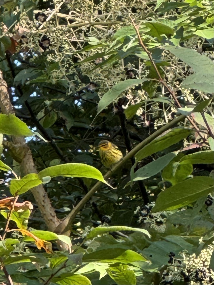 Cape May Warbler - ML641105148