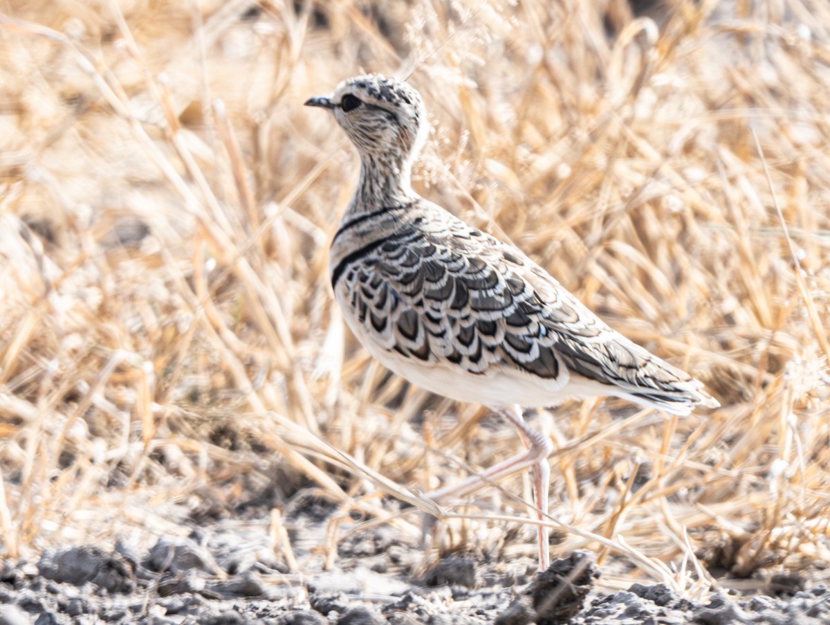 Double-banded Courser - ML641105185