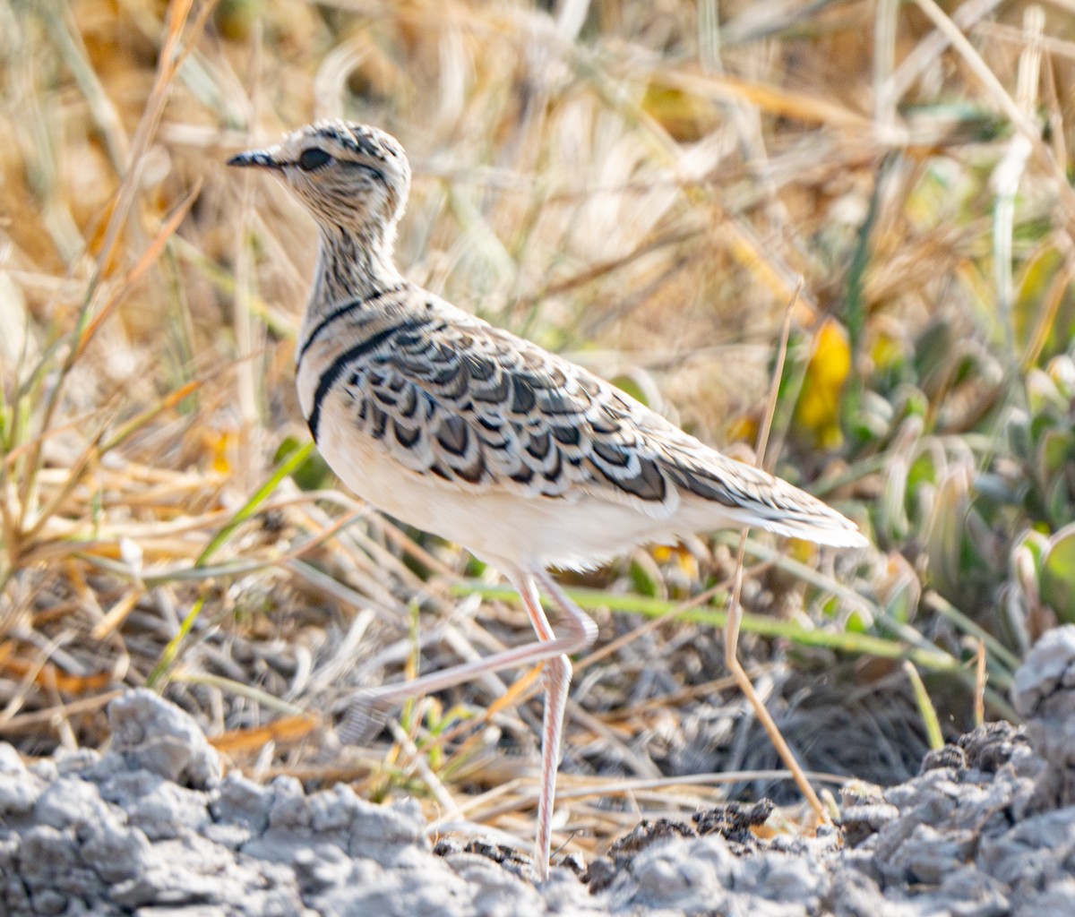 Double-banded Courser - ML641105186