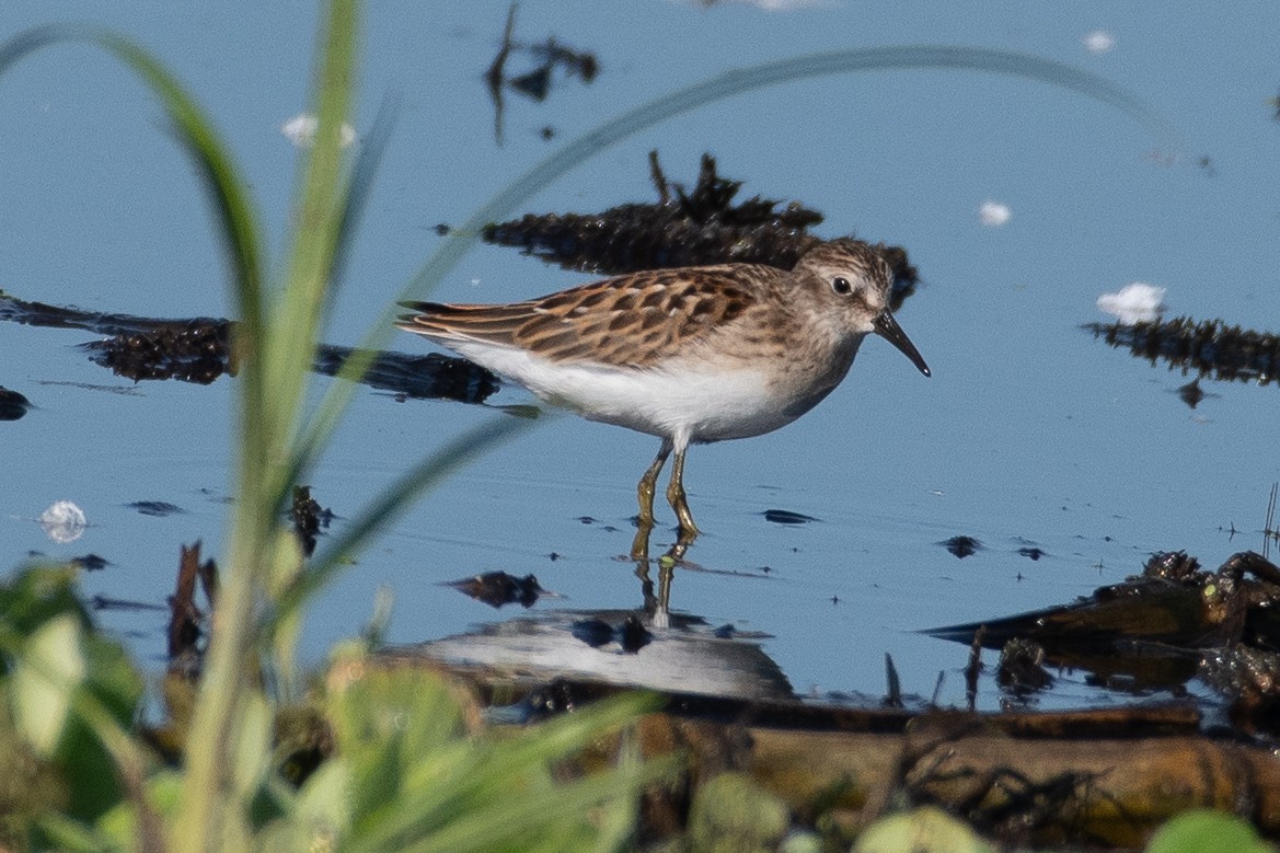 Least Sandpiper - ML641105227