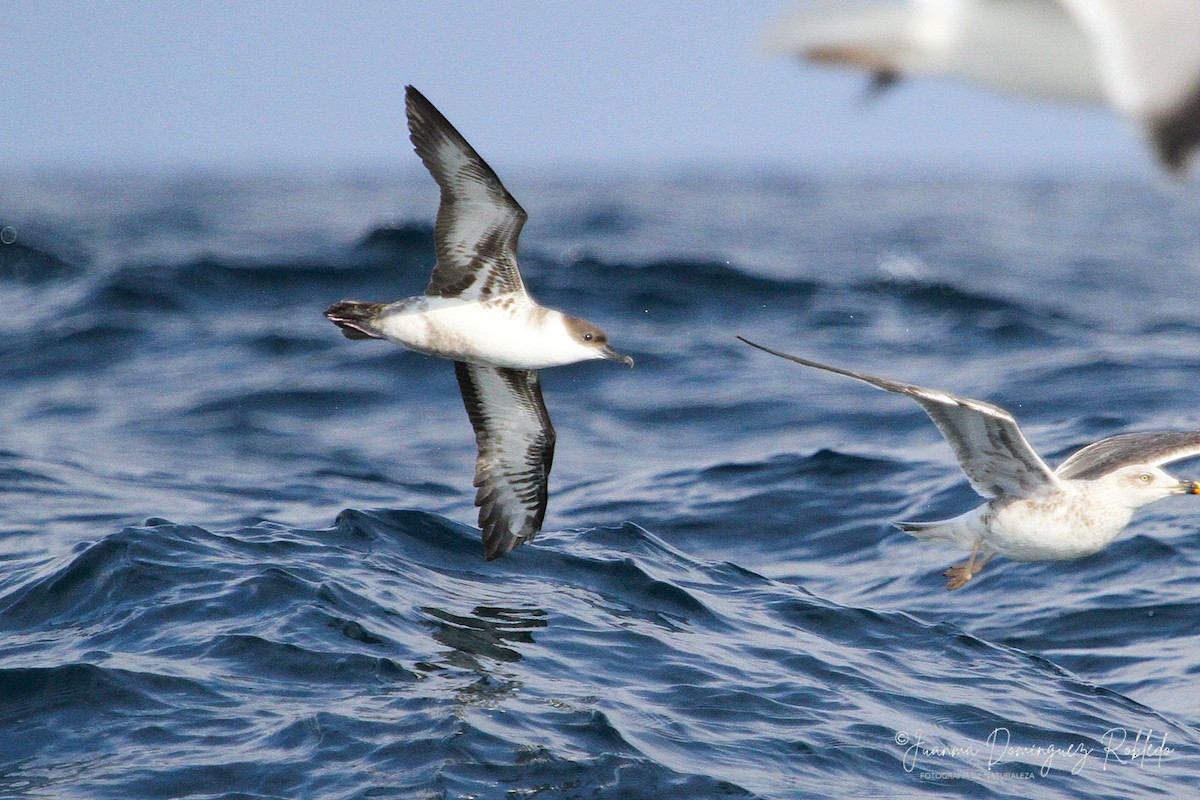 Great Shearwater - ML641105290