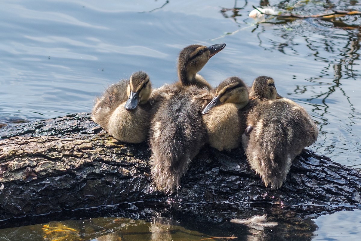 Canard colvert - ML641105312