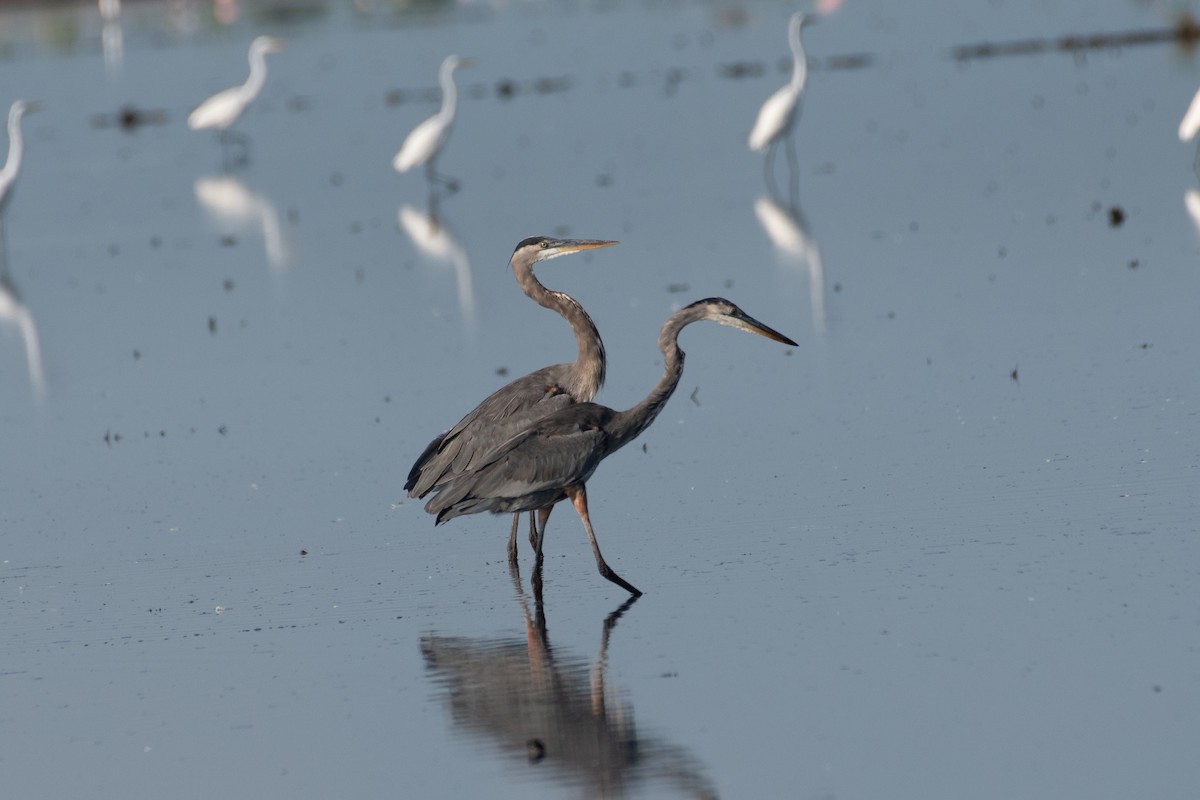 Great Blue Heron (Great Blue) - ML641105314