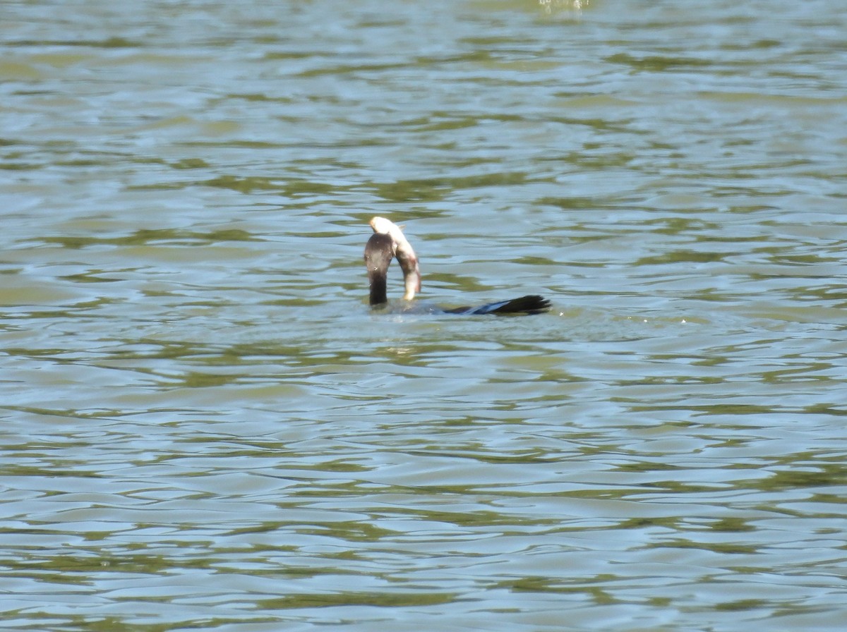 Double-crested Cormorant - ML641105397