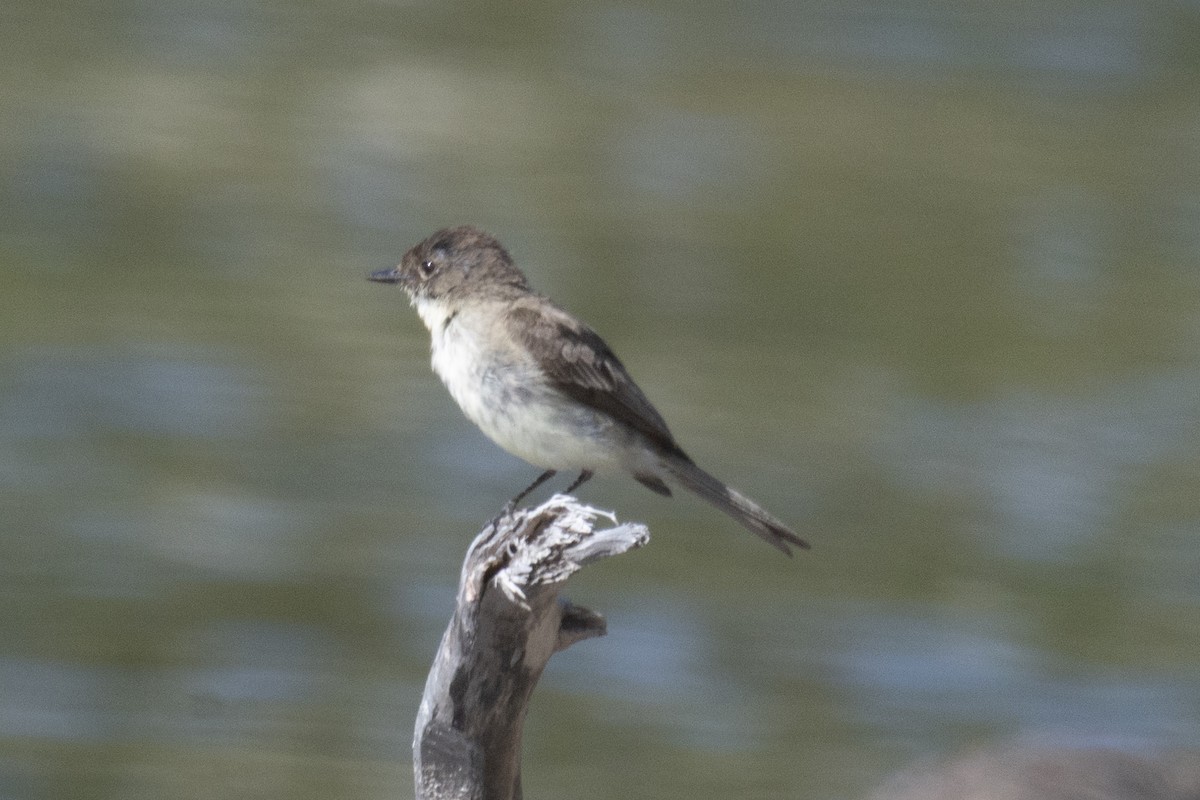 Eastern Phoebe - ML641105431