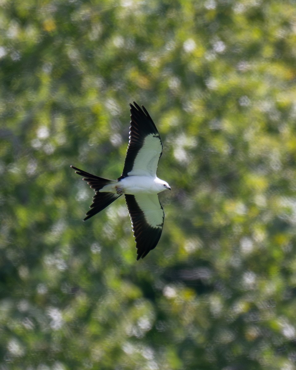 luňák vlaštovčí - ML641105451