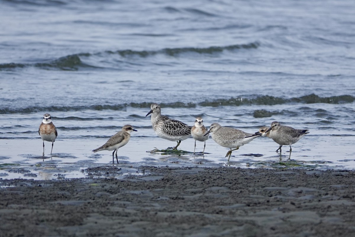 polarsnipe - ML641105454