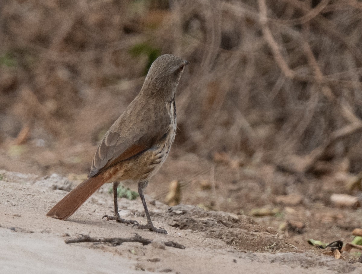 Spotted Morning-Thrush - ML641105456